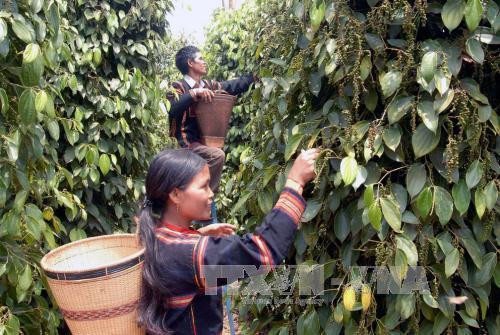 Hệ lụy từ phát triển nóng cây hồ tiêu (Bài 2)