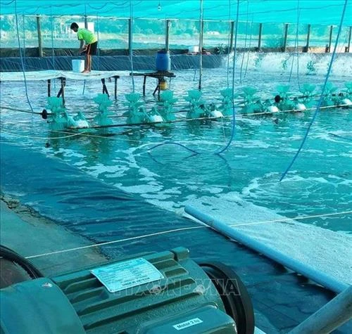 Bạc Liêu nhân rộng﻿ mô hình nuôi tôm CPF Combine