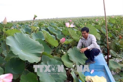 Ông Tạ Văn Chung thành công với mô hình trồng sen trên nền đất lúa