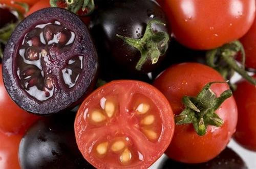 Phát triển giống cà chua tím giàu anthocyanin