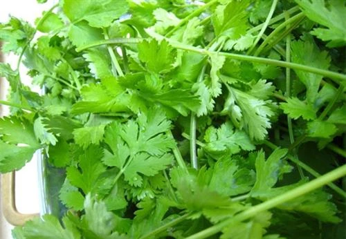 Những công dụng tuyệt vời của rau mùi thơm