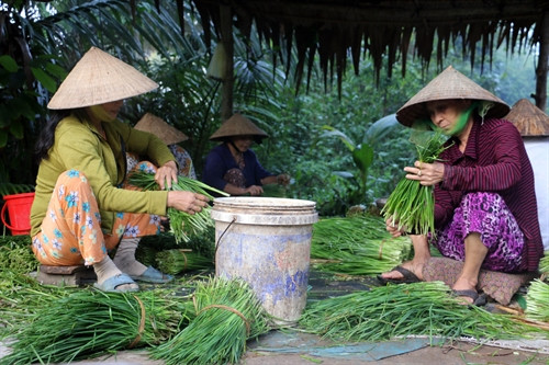 Trồng hẹ thu lãi cao