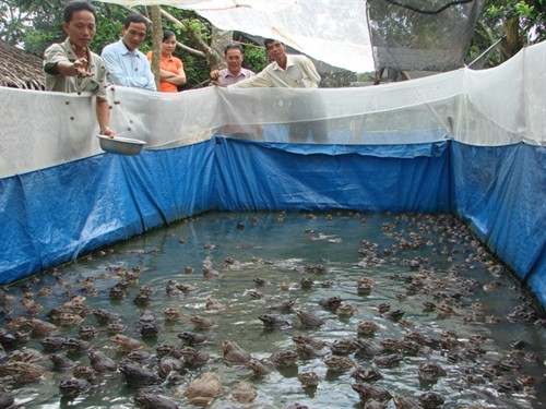 Kỹ thuật nuôi ếch