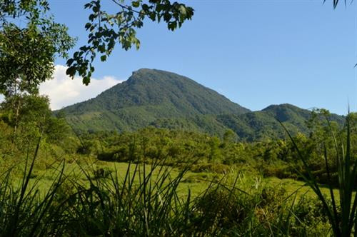 Bảo tồn rừng sinh thái tại Di sản Văn hóa thế giới Mỹ Sơn