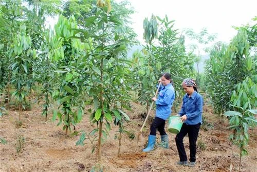 Phát triển cây quế trên vùng đất chiến khu Định Hóa 