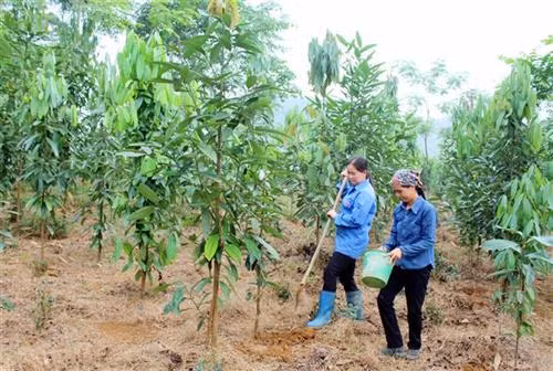 Phát triển cây quế trên vùng đất chiến khu Định Hóa 