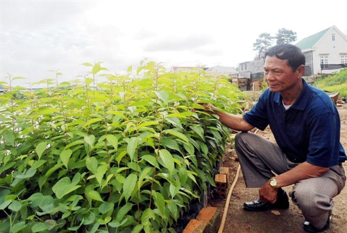 Xác định các loài sâu hại cây lâm nghiệp