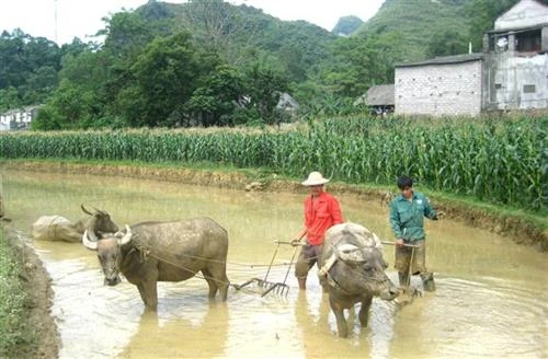 Tết "Khoăn vài" - Tết “tạ ơn” trâu, bò