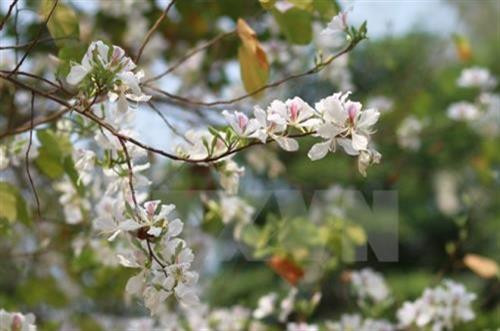 Nhiều điểm nhấn trong Lễ hội hoa ban năm 2019