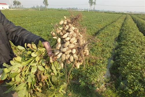 Thu hoạch và bảo quản lạc làm giống