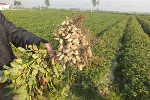 Thu hoạch và bảo quản lạc làm giống