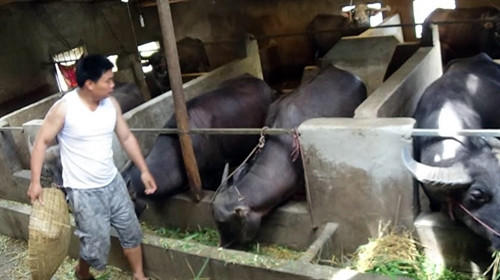 Bí thư Chi bộ Lý Đức Hà được bà con tin yêu