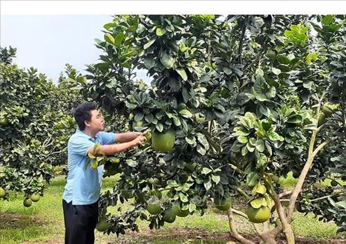 Nhiều hộ trồng bưởi da xanh trái vụ lãi tiền tỷ ở xã Sông Xoài