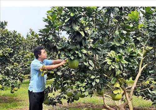 Nhiều hộ trồng bưởi da xanh trái vụ lãi tiền tỷ ở xã Sông Xoài