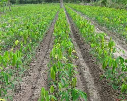 Kỹ thuật trồng và chăm sóc cây cao su
