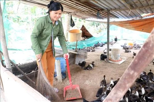 Vận động trang trại từng có lợn mắc tả lợn châu Phi ký cam kết không tái đàn