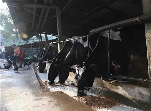 Ngành nông nghiệp nhìn lại một năm vượt khó
