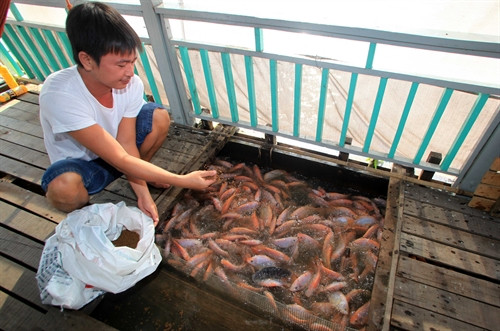 Ngân hàng Chính sách Xã hội Cần Thơ ưu tiên cho vay đối với các hộ mới thoát nghèo