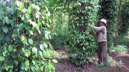 Nông dân trồng hồ tiêu ở Phú Yên gặp khó khi chuyển đổi cây trồng