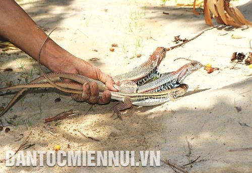 Nuôi dông cho hiệu quả kinh tế cao