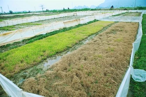 Hàng trăm ha mạ ở Hải Phòng bị chết do ảnh hưởng của thời tiết