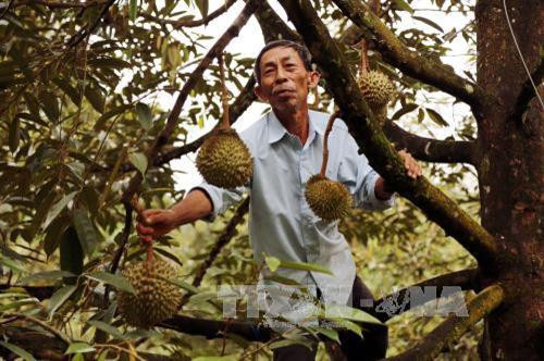 Nông dân Đạ Huoai chuyển đổi sang cây trồng có thu nhập cao