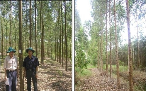 Kỹ thuật trồng Bạch đàn nâu