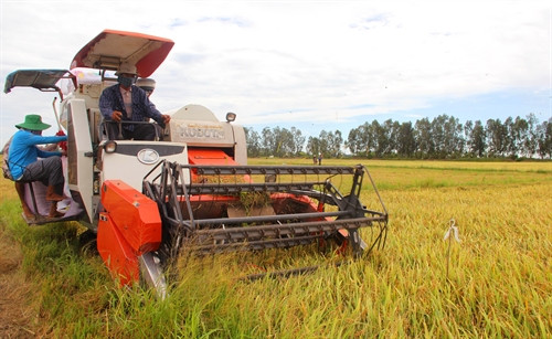 Thủ tướng Chính phủ chỉ đạo đẩy mạnh thu mua, tiêu thụ lúa gạo