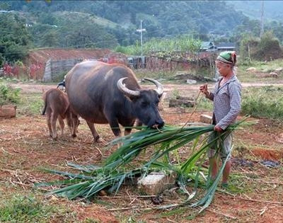 Xã nghèo Bình An khởi sắc nhờ nguồn vốn Chương trình 135