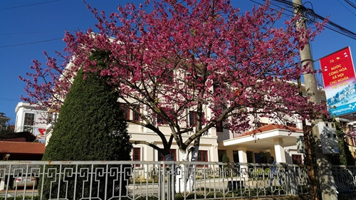 Ngày mùng 1 Tết, thời tiết cả nước đẹp