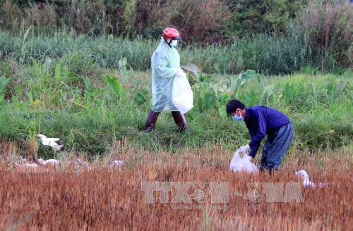 Kon Tum cấp bách phòng chống dịch cúm gia cầm và lở mồm long móng