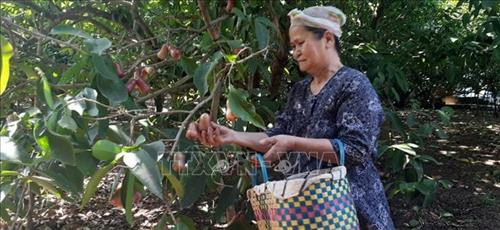 Thu nhập cao từ chuyển đổi cây trồng