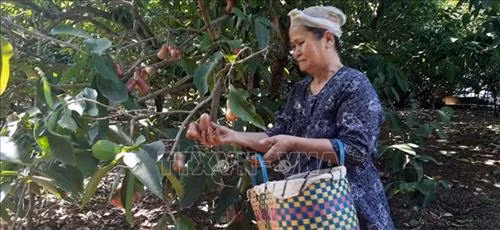 Thu nhập cao từ chuyển đổi cây trồng