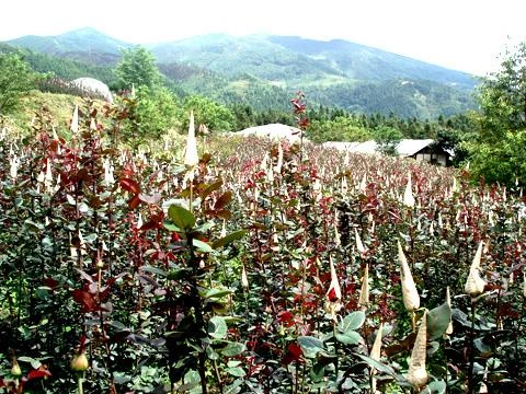Kỹ thuật trồng hoa hồng Pháp