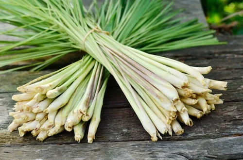 Trồng sả mang lại nguồn lợi cho vùng đất mặn ven biển