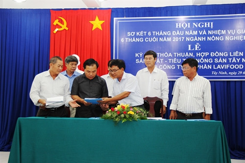 Lavifood mua sản phẩm trái cây cho nông dân Tây Ninh