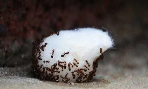 Mẹo đuổi kiến cực sạch trẻ con cũng làm được