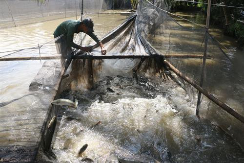 Cá lóc tăng giá trở lại tại Đồng Tháp