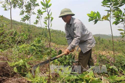 Đến năm 2020, chuyển đổi mục đích sử dụng trên 60.000 ha rừng