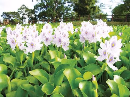 Nhiều mô hình phòng chống sạt lở kênh rạch vùng ngập lũ phát huy hiệu quả