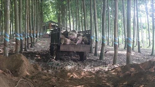 Các địa phương khống chế, không để dịch tả lợn châu Phi lây lan