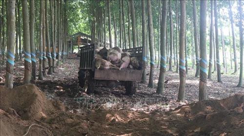 Các địa phương khống chế, không để dịch tả lợn châu Phi lây lan