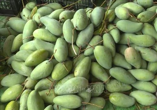 Mộc Châu phấn đấu xuất khẩu từ 400 - 500 tấn xoài sang thị trường Trung Quốc