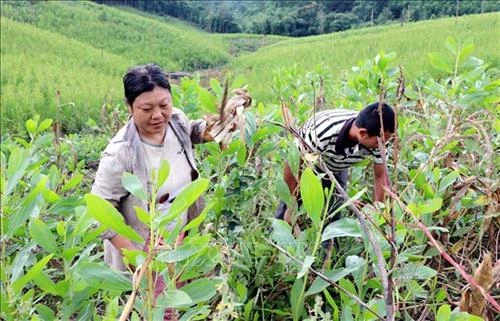 Quảng Ninh hướng tới xóa đói nghèo bền vững cho vùng dân tộc thiểu số và miền núi