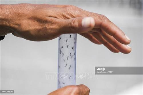 Thử nghiệm thành công bước đầu vi khuẩn kiềm chế virus sốt xuất huyết