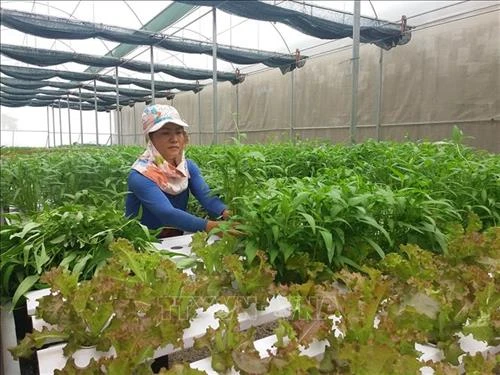 65 doanh nghiệp xin chủ trương đầu tư nông nghiệp công nghệ cao