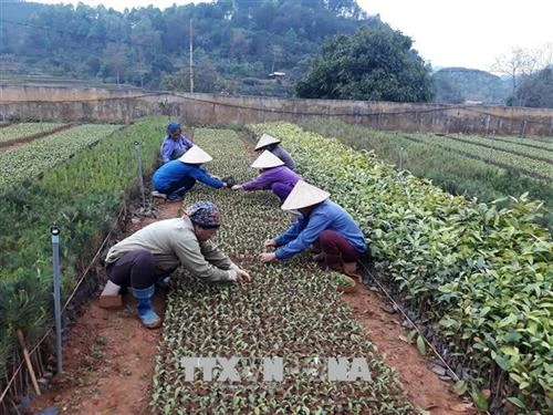 Hòa Bình trồng rừng kinh tế gắn với phát triển công nghiệp chế biến gỗ