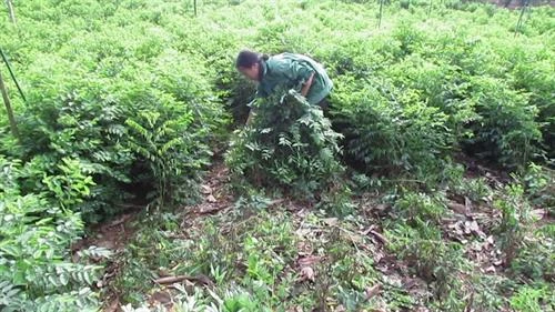 Kỹ thuật trồng rau ngót mang lại kinh tế ổn định cho gia đình
