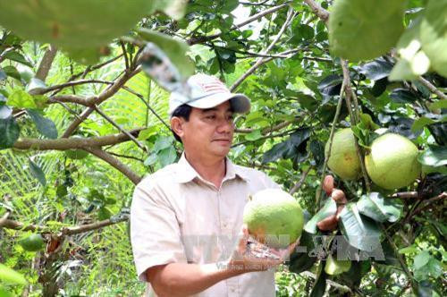 Nông dân Đoàn Phương Tùng thành công nhờ mô hình kinh tế tổng hợp