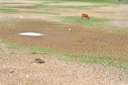 Nắng hạn gay gắt, người dân Định Quán thiếu cả nước sinh hoạt và sản xuất